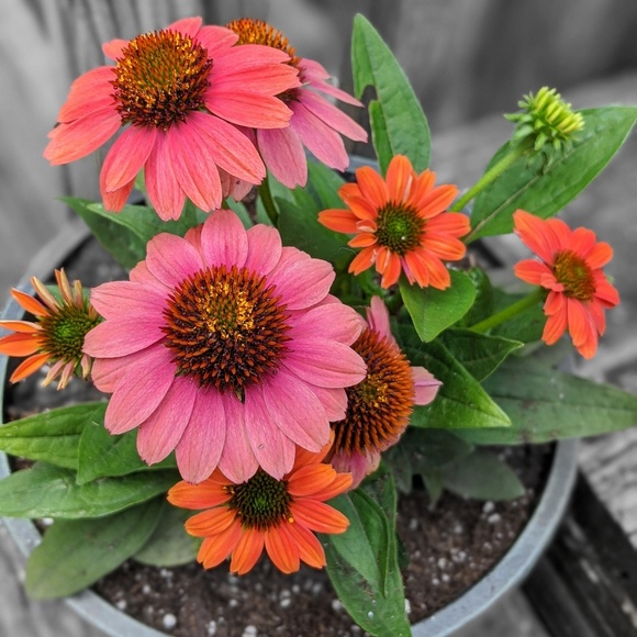 Meet your Posher, Jodee - Picture 1 of 1